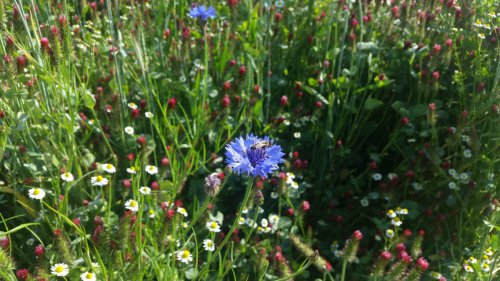 Biopás – Albrechtice, okr. Pardubice