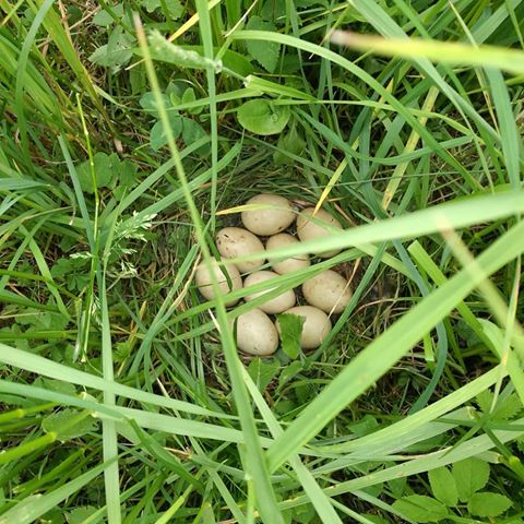 Záchrana zvěře před senosečí