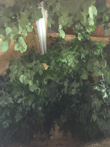 Příprava letniny ke krmení – Bohuslavice-Březnice, okr. Zlín, MS Křiby