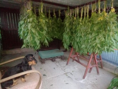 Příprava letniny ke krmení – MS Libice nad Doubravou-Lhůta