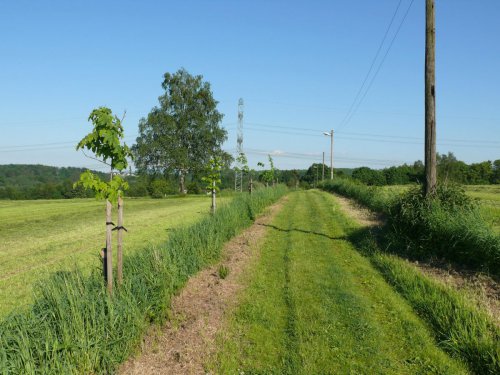 Alej medonosných dřevin – Albrechtice, okr. Pardubice