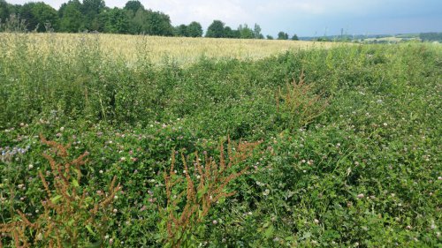 Nektarodárný biopás – Albrechtice, okr. Pardubice