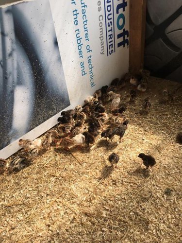 Odchov kachen divokých – MS Ivančice