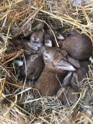 Odchov králíků divokých – MS Ivančice