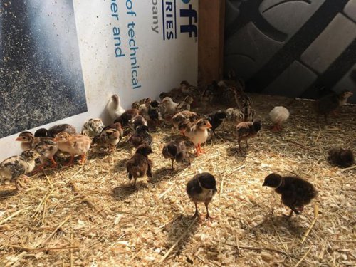 Odchov kachen divokých – MS Ivančice