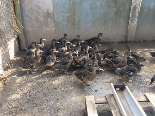 Odchov kachen divokých – MS Ivančice