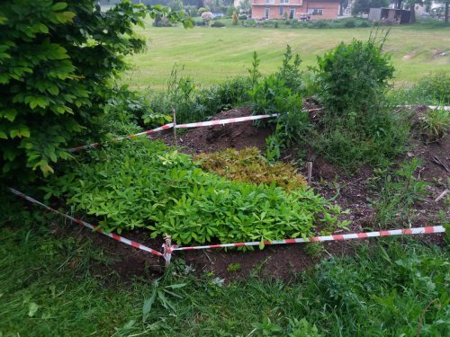 Pěstování sazenic stromků pro remíz – Štíty, okr. Šumperk, MS Tetřívek Štíty