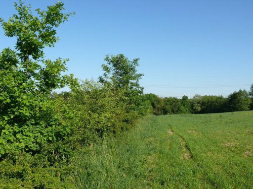 Založení remízu – Albrechtice, okr. Pardubice