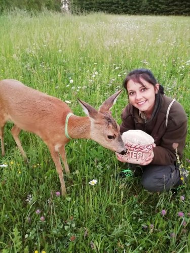 V zajetí chovaná zachráněná srna