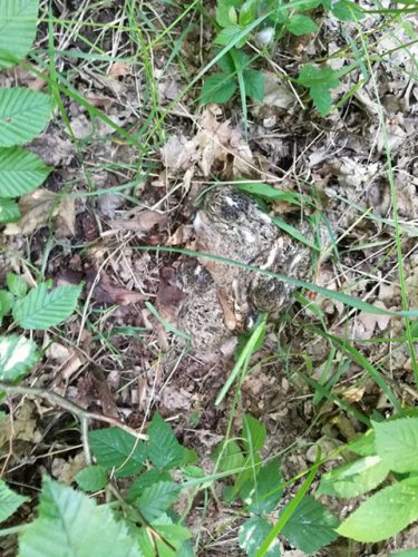 Záchrana zvěře před senosečí