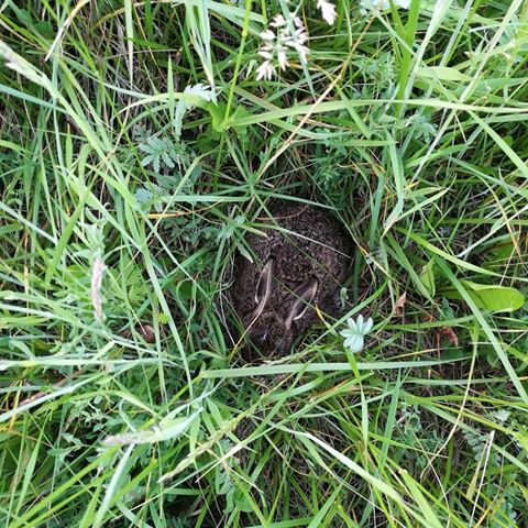 Záchrana zvěře před senosečí